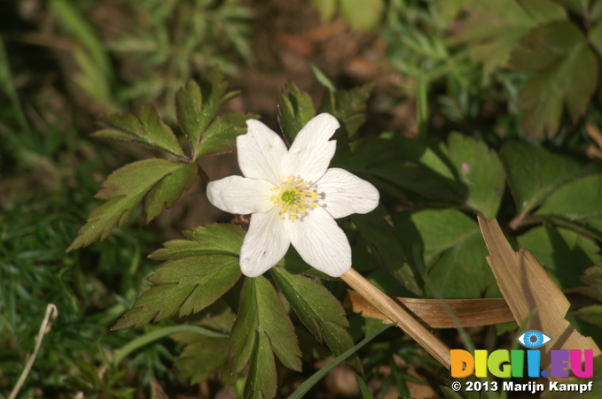 D7D00367 Wood Anemone (Anemone nemorosa)